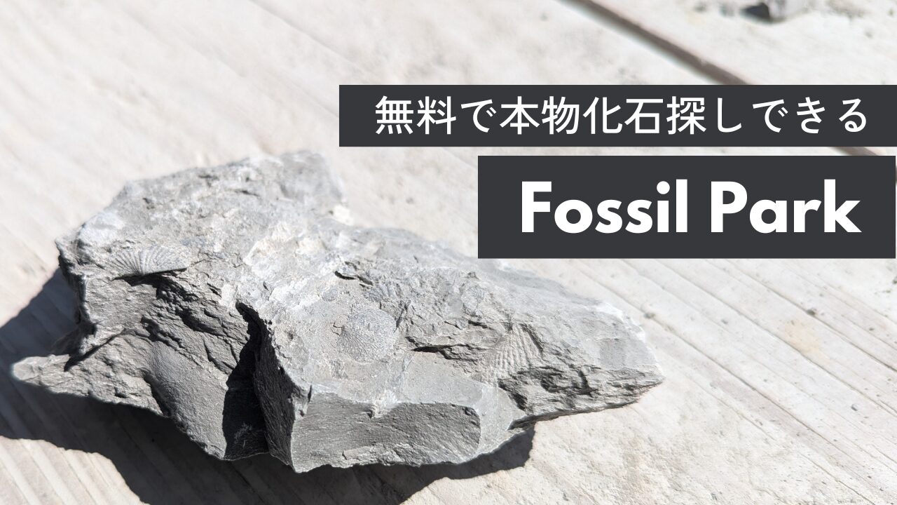 無料で化石探し。オハイオ州のFossil Parkで子どもと化石発掘
